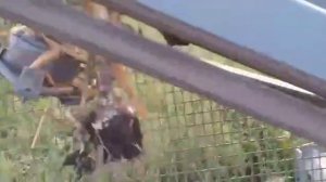 Комбайн по уборке чеснока