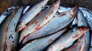 Полицейские задержали браконьеров на Байкале за вылов омуля на тринадцать миллионов рублей