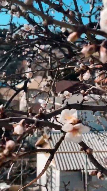 Крым Весна смотреть онлайн