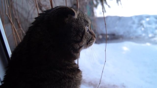 Часть деятельности кота в доме | Тест на зеркалку Sony A37.