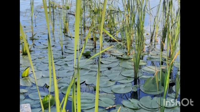 Речка, реченька