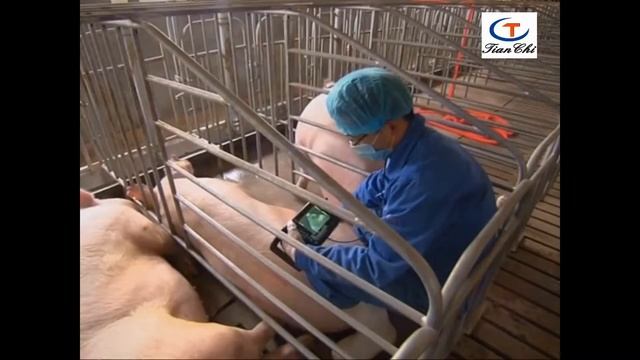 Узи аппарат для свиноводства
