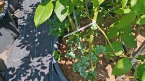 Как сохранить побеги голубики от поломки