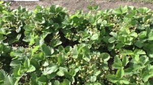 Первые ягодки клубники