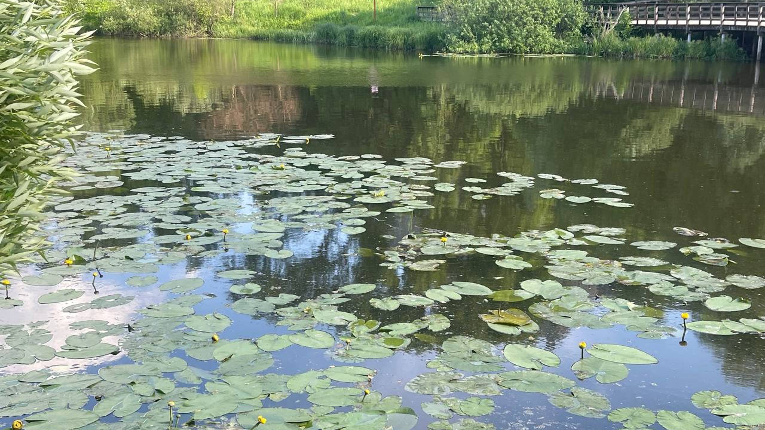 Леонард Коэн "Аллилуйя" смотреть онлайн