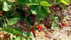 обзор клубника Ами