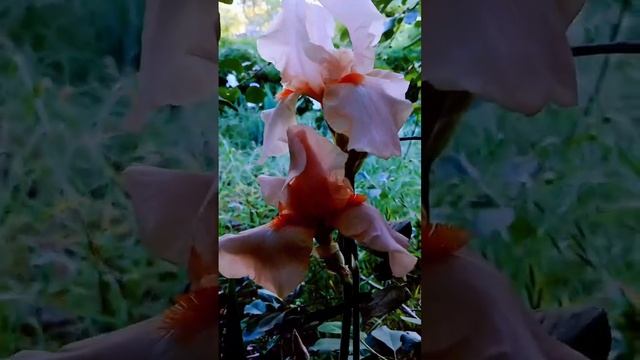 Ирисы , смотрите это благолепие!