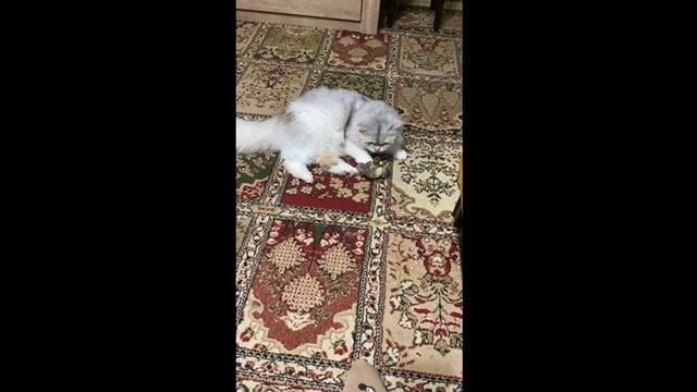 Сибирский пушистик