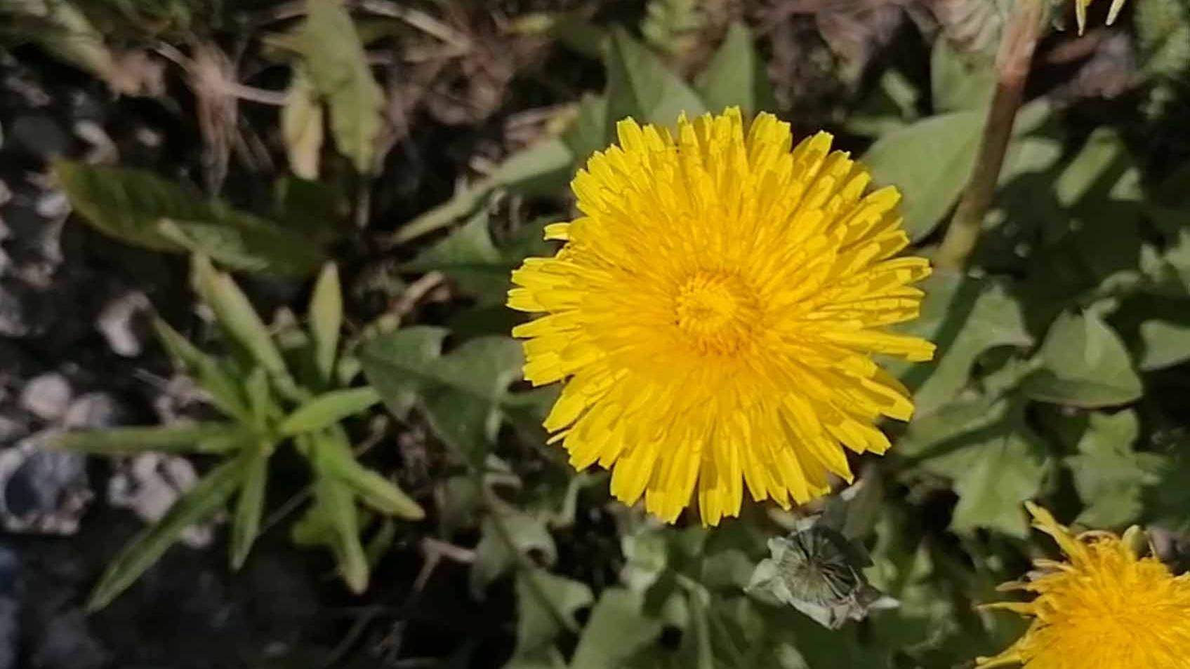 Одуванчик смотреть онлайн