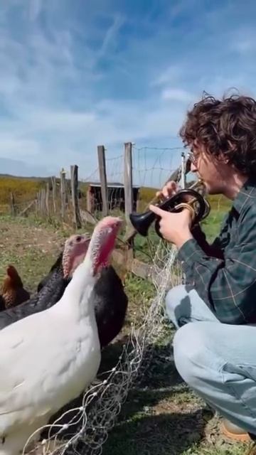 Обучаем индюков джазу🎺 смотреть онлайн