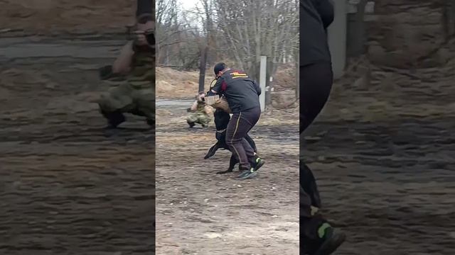 1 Отл. КЧК Хельген Хаус ВОРОНИКА +++ №18 / КЧК МУРМАНСК 25 мая`25 М.Коваленко Моно немецких овчарок