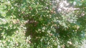 Уход за растениями лечение протравка