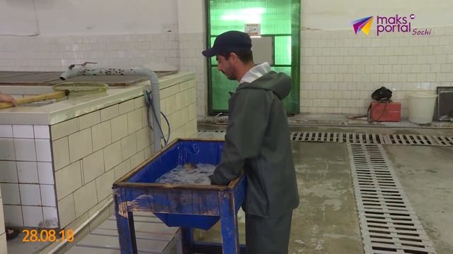 "Время новостей Сочи" на maks-portal.ru (эфир от 28.08.18) смотреть онлайн