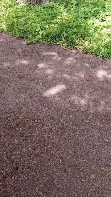 Встретили Друга 🐿️ смотреть онлайн