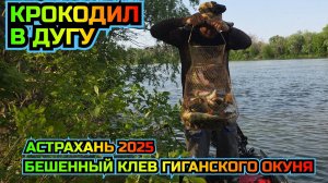 Крокодил в ДУГУ. БЕШЕННЫЙ клев окуня. Рыбалка в июне астрахань 2025