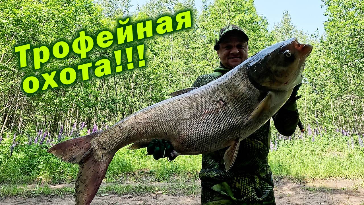 ЛУЧШЕЕ НАЧАЛО СЕЗОНА ПОДВОДНОЙ ОХОТЫ 2025!!! ОГРОМНЫЙ КАРП И ТОЛСТОЛОБИК!!! смотреть онлайн