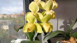 РАСПАКОВКА новой ОРХИДЕИ 😃💥🎉 Цветение Патрика #орхидеи