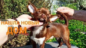 ПОЗДРАВЛЯЕМ Магнолия нашла НОВЫЙ дом 08.06.25 #купить_щенка_чихуахуа_продаю 89215950848