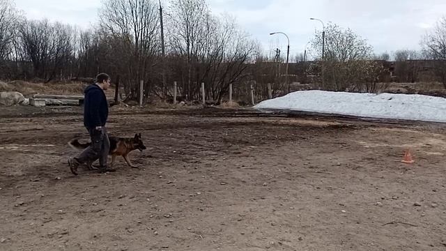 Тальвиш ПАЛМИРА - №17 / КЧК МУРМАНСК 25 мая`25 М.Коваленко Моно немецких овчарок