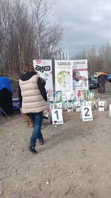 БЕБИ КОБЕЛИ / КЧК МУРМАНСК 25 мая`25 М.Коваленко Моно немецких овчарок