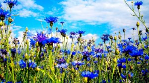 Цветы полевые