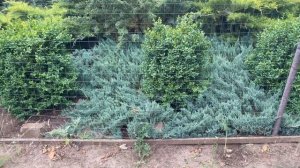 Можжевельник Блю Чип