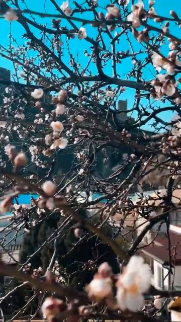 Судак Генуэзская Крепость смотреть онлайн