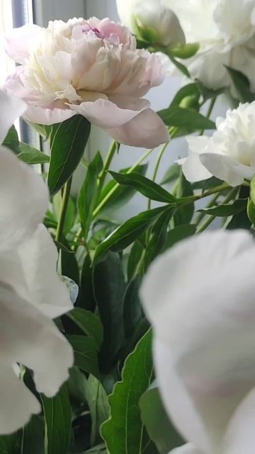 любимые смотреть онлайн