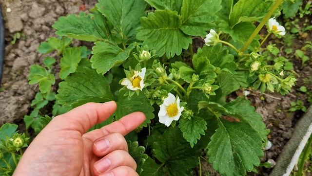 Последний день. Это чудо будет цвести. Посеяла мангольд и натыкала лук. Страшное ДТП чудом живы! смотреть онлайн