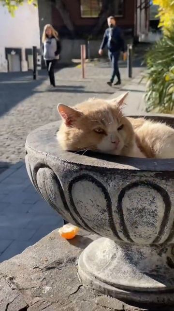 Кот Вазончик в Гурзуфе смотреть онлайн