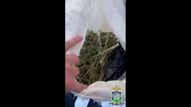 В Адыгее выявлен факт покушения на сбыт крупной партии наркотиков растительного происхождения смотреть онлайн