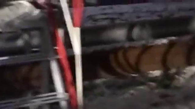 Зайцы никого не боятся#животные #заяц#природа#север#зи смотреть онлайн