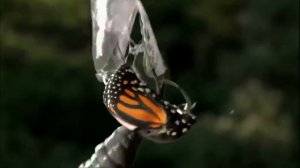 Потрясающий фильм -Внутренние миры, внешние миры (Inner Wo