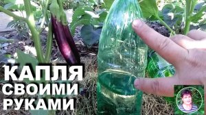 Капельный полив из пластиковых бутылок своими руками   Два разных способа