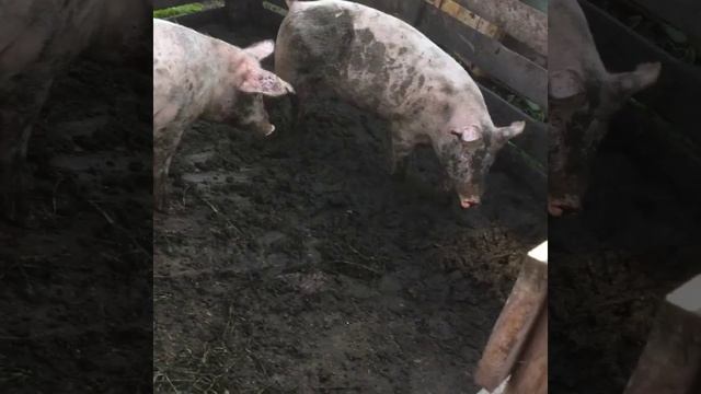 Мои соседи 😂 смотреть онлайн