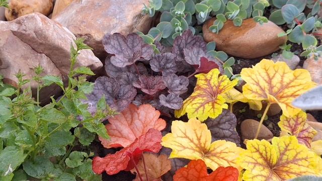 Прекрасные растения в саду, каменная горка смотреть онлайн