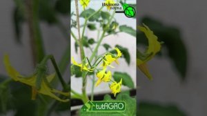 У ТОМАТА ВМЕСТО ПАСЫНКОВ НАРАЩИВАЙТЕ КИСТИ! Эта обработка остановит пасынки и даст урожайные кисти.