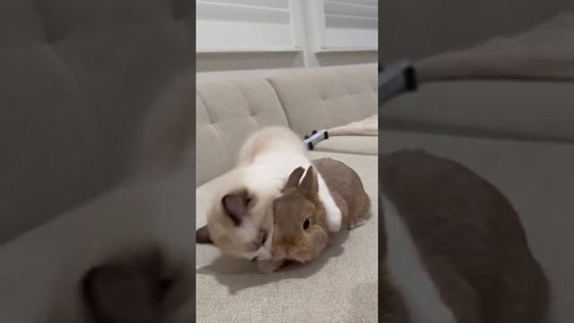 Коты и кролики могут легко подружиться — у них это получается легче, чем с другими животными. смотреть онлайн