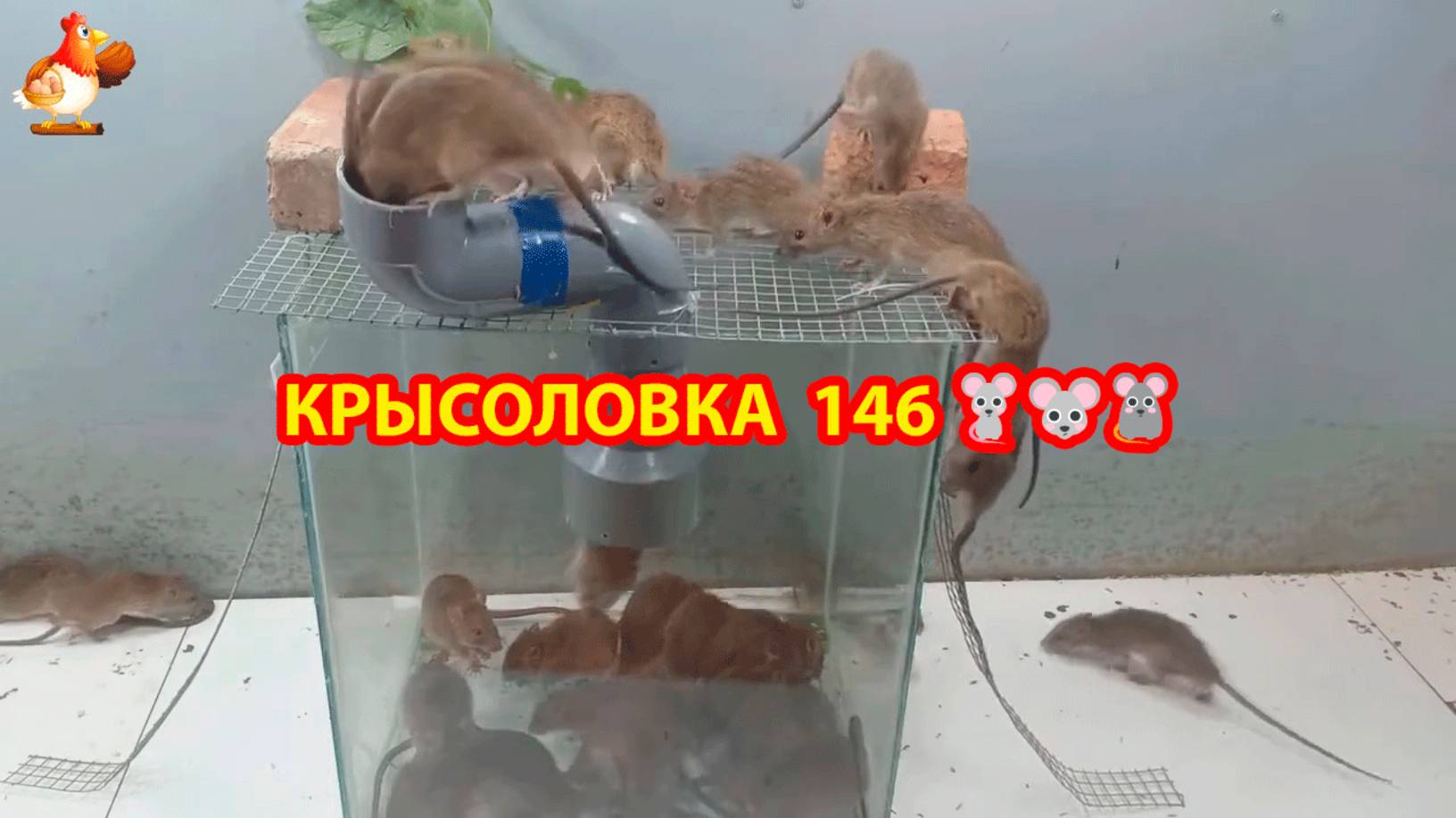 Крысоловка вариант (146) 🐀 Как сделать крысоловку своими руками и поймать кучу крыс 🐀🐁🐀 смотреть онлайн