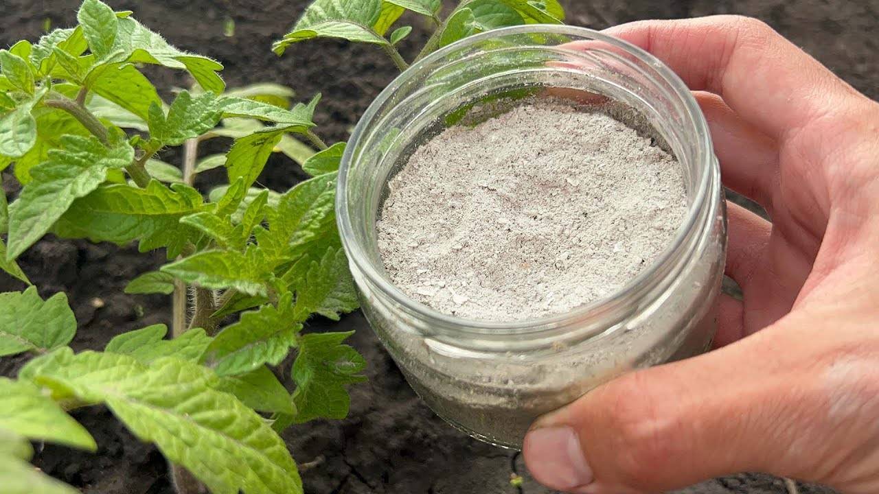 Как оживить помидоры второй подкормкой — проверенный способ!