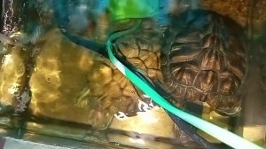 Красноухие черепахи утро 09-06-2025