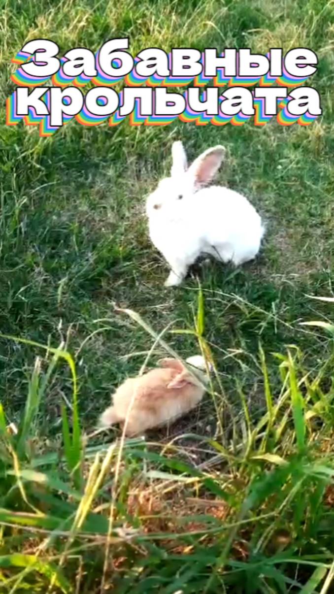 Забавные крольчата смотреть онлайн
