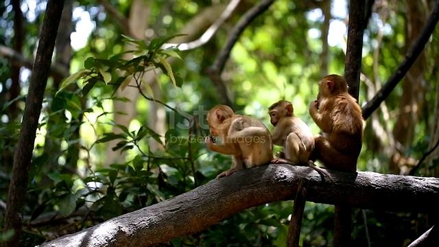 Обезьяны в дикой природе 1000011760.mp4 смотреть онлайн