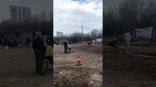 ОТКРЫТЫЙ КОБЕЛИ ДШ / КЧК МУРМАНСК 25 мая`25 М.Коваленко Моно немецких овчарок