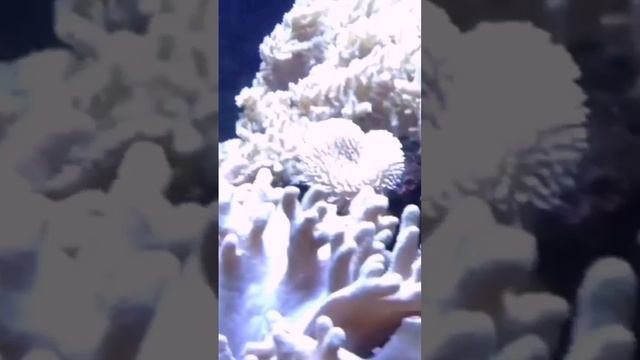 Мантра для обретения и достижения успеха в любой деятельности смотреть онлайн