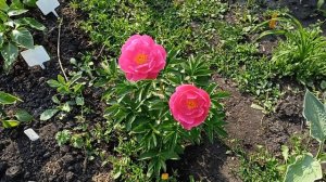 Пион Паула Фей в первый год цветения.08.06.2025