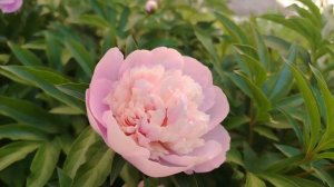 Цветение пионов