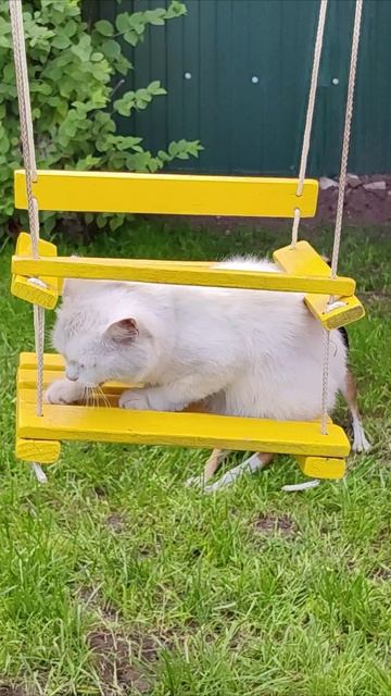 Собака тоже хочет качаться. #шорты 4k смотреть онлайн