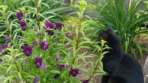 ДЖЕННИ СРЕДИ ЦВЕТОЧКОВ.