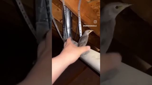 Напуганная птица умирает под разные звуки 1